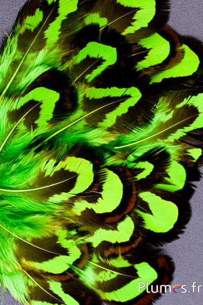 Faisan vénéré - 2-4 cm - lime